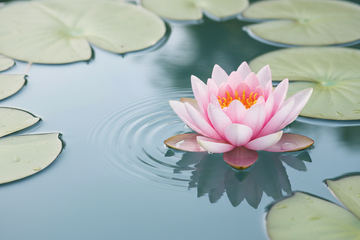 The Power of Lotus in Skincare: A Symbol of Purity
