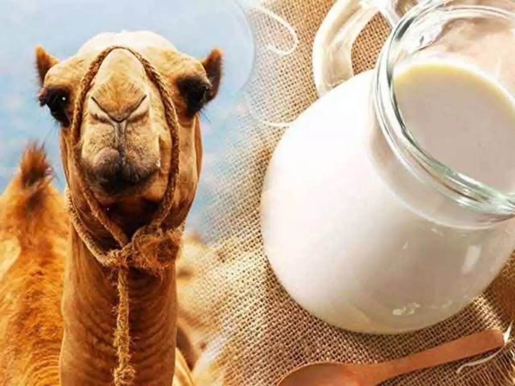 Natural Camel Milk Soap Camel Milk Soap