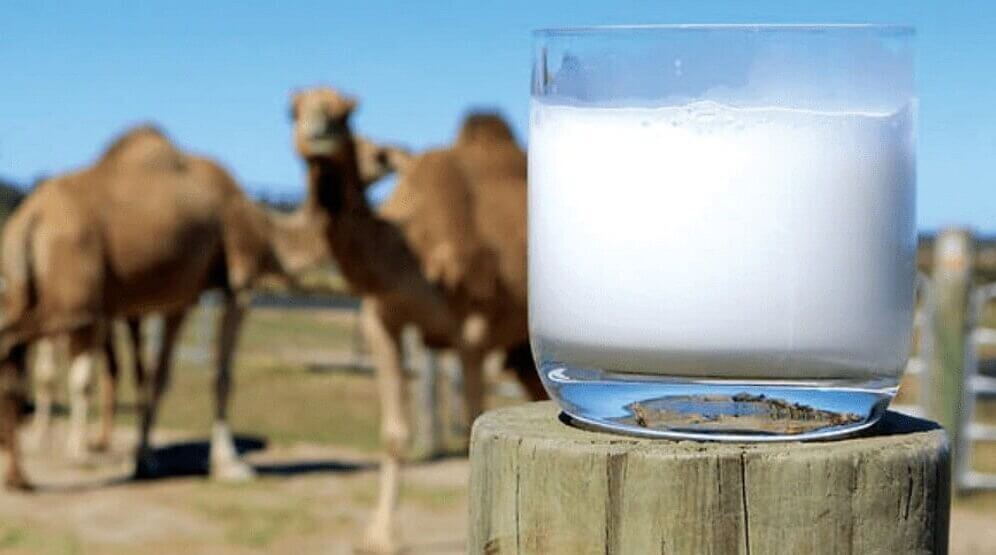 Camel Milk Soap Camel Milk Soap